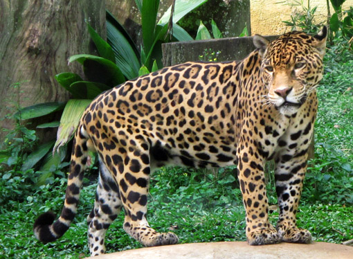 ZOOLOGICO DE SAO PAULO ONÇA